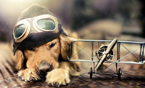 Cachorro aviador / Imagens Fofas para Tumblr, We Heart it, etc
