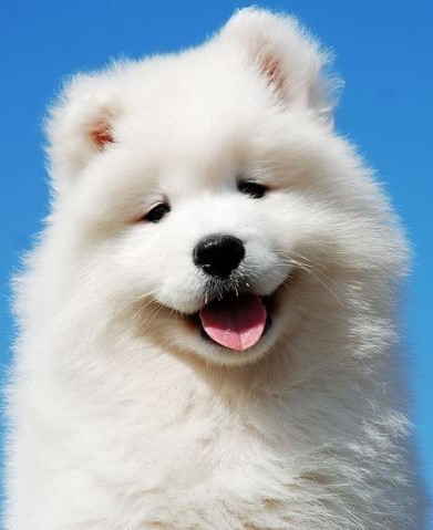 Cachorro lindo branco / Imagens Fofas para Tumblr, We Heart it, etc