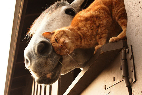 Cavalo e Gato: Amigos / Imagens Fofas para Tumblr, We Heart it, etc