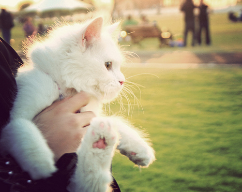 Gato Branco Lindo / Imagens Fofas para Tumblr, We Heart it, etc