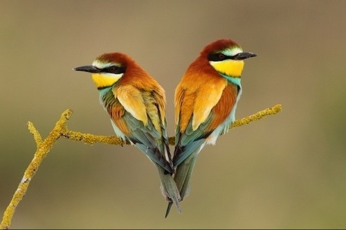 Pássaros gêmeos / Imagens Fofas para Tumblr, We Heart it, etc