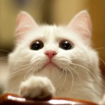 Fotos fofas de gatos (2)