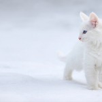 Fotos fofas de gatos (4)