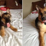 Amigo Pet - Antes e depois - 8
