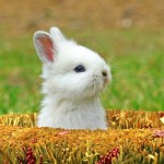 Fotos de coelhos - 9