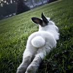 Fotos de coelhos fofos 24