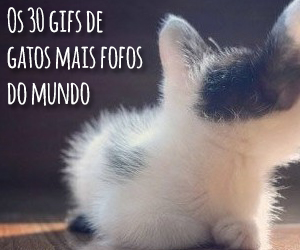 Fofurice: Os 30 gifs de gatos mais fofos do mundo!