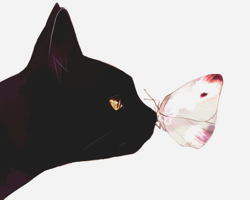 Gato e borboleta  / Imagens Fofas para Tumblr, We Heart it, etc