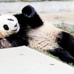 Pandas fofos do dia: 28/05/2010