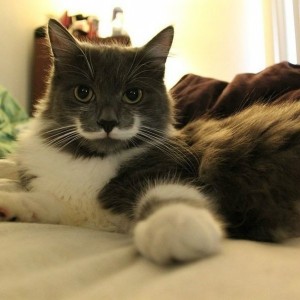 Gato Hipster - Gato com Bigode 1