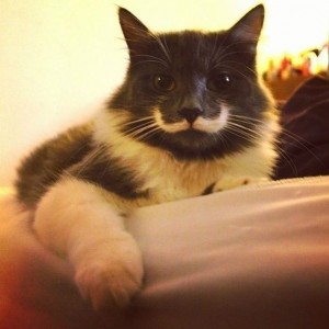 Gato Hipster - Gato com Bigode 2