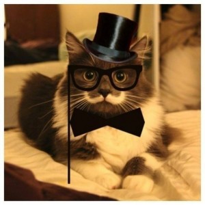 Gato Hipster - Gato com Bigode 3