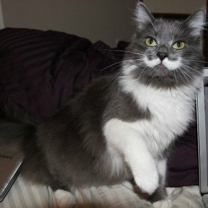 Gato Hipster - Gato com Bigode 4