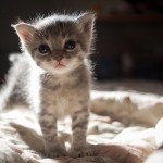 Fotos de gatos (7)