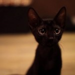 Fotos fofas de gatinhos 3