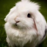 Fotos de coelhos - 2