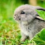 Fotos de coelhos - 6