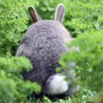 Fotos de coelhos - 8