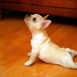 Animais fazendo ioga - Cachorro fazendo yoga