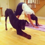 Animais fazendo yoga - Cachorro fazendo yoga 6
