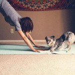 Animais fazendo ioga - Cachorro fazendo yoga 9
