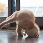 Animais fazendo ioga - Gato fazendo yoga