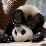 Animais fazendo ioga - Panda fazendo yoga
