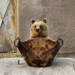 Animais fazendo ioga - Urso fazendo yoga