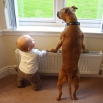 Amizade entre bebes e cachorros 1